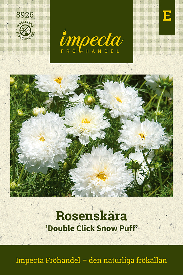 Punakosmoskukka 'Double Click Snow Puff'