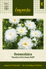 Punakosmoskukka 'Double Click Snow Puff'