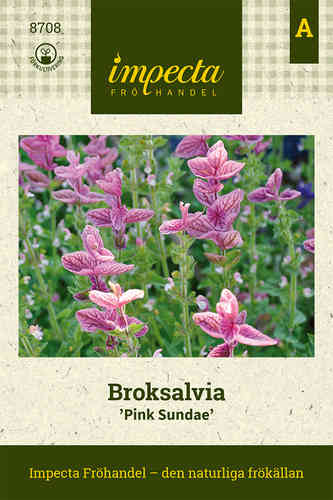 Rödbladig Broksalvia 'Pink Sundae'