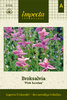 Kirjosalvia 'Pink Sundae'