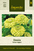 Isotsinnia 'Green Apple'