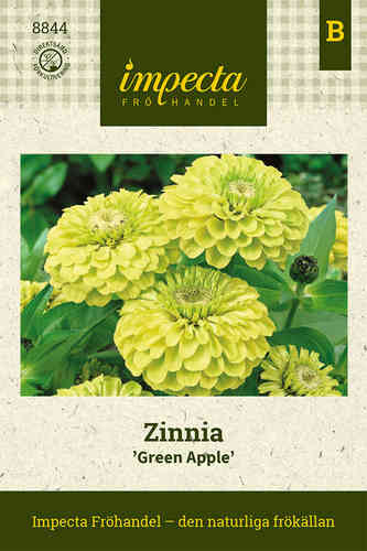 Zinnia 'Green Apple'