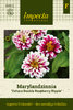 Loistotsinnia 'Zahara Double Raspberry Ripple'