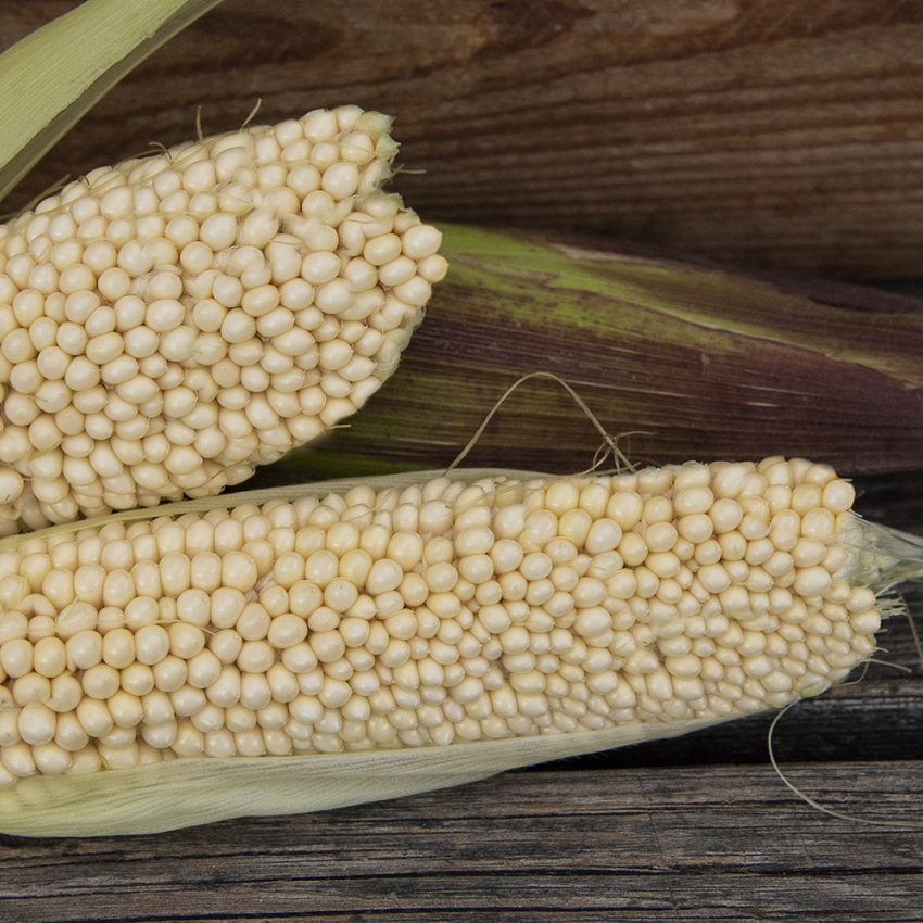 LUOMU Popcornmaissi 'Bear Paw'