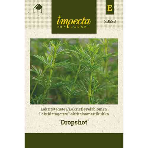Lakritsiyrtti 'Dropshot' Lakritsiyrtti 'Dropshot'