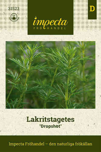 Lakritsiyrtti 'Dropshot'