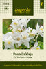 Jaloakileija F1 'Earlybird White'