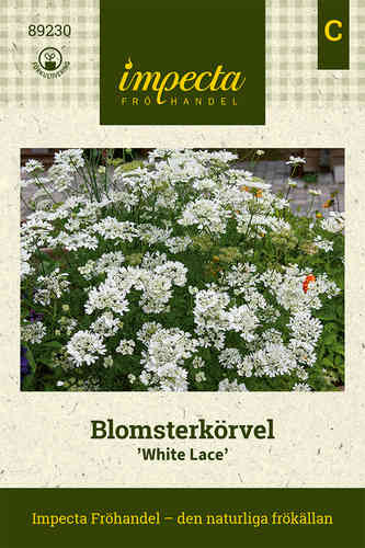 Blomsterkörvel 'White Lace'