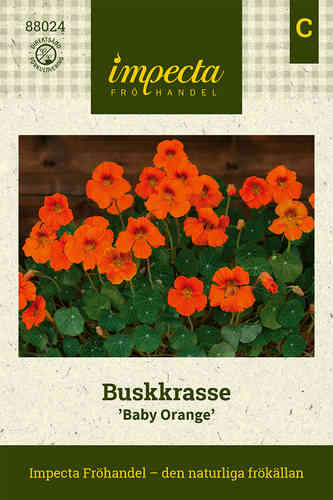 Buskkrasse 'Baby Orange'