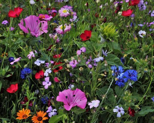 Fröer till ängsblommor