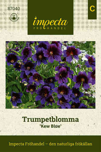 Trumpetblomma 'Kew Blue'