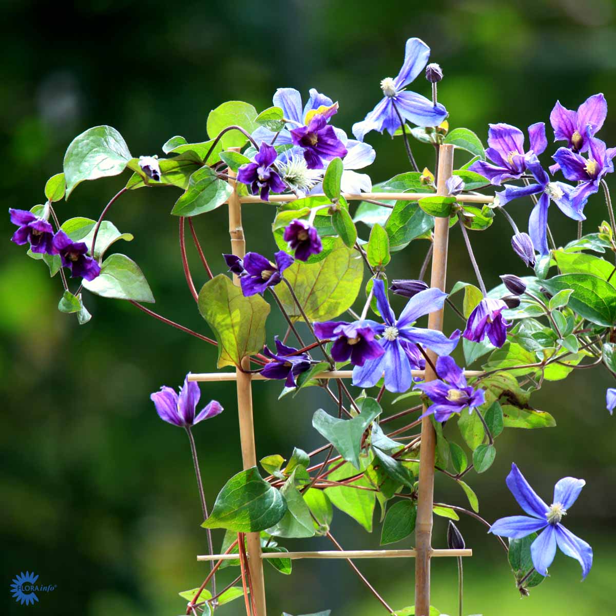 Clematis 'Arabella', Integrifolia