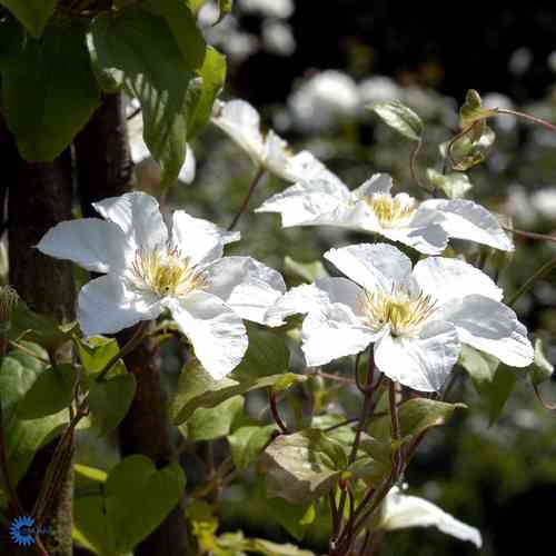 Loistokärhö 'Guernsay Cream'
