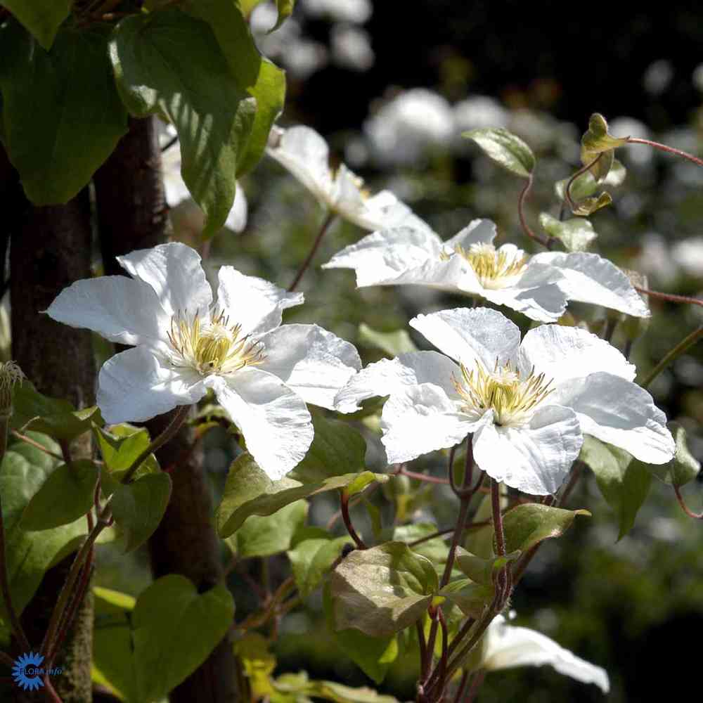 Clematis 'Cuernsay Cream'