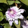 Loistokärhö 'Josephine Evijohill'