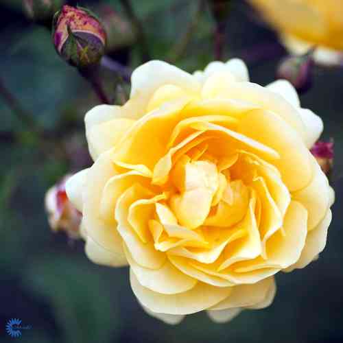 David Austin -ruusu 'Graham Thomas'