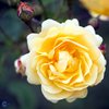 David Austin -ruusu 'Graham Thomas'