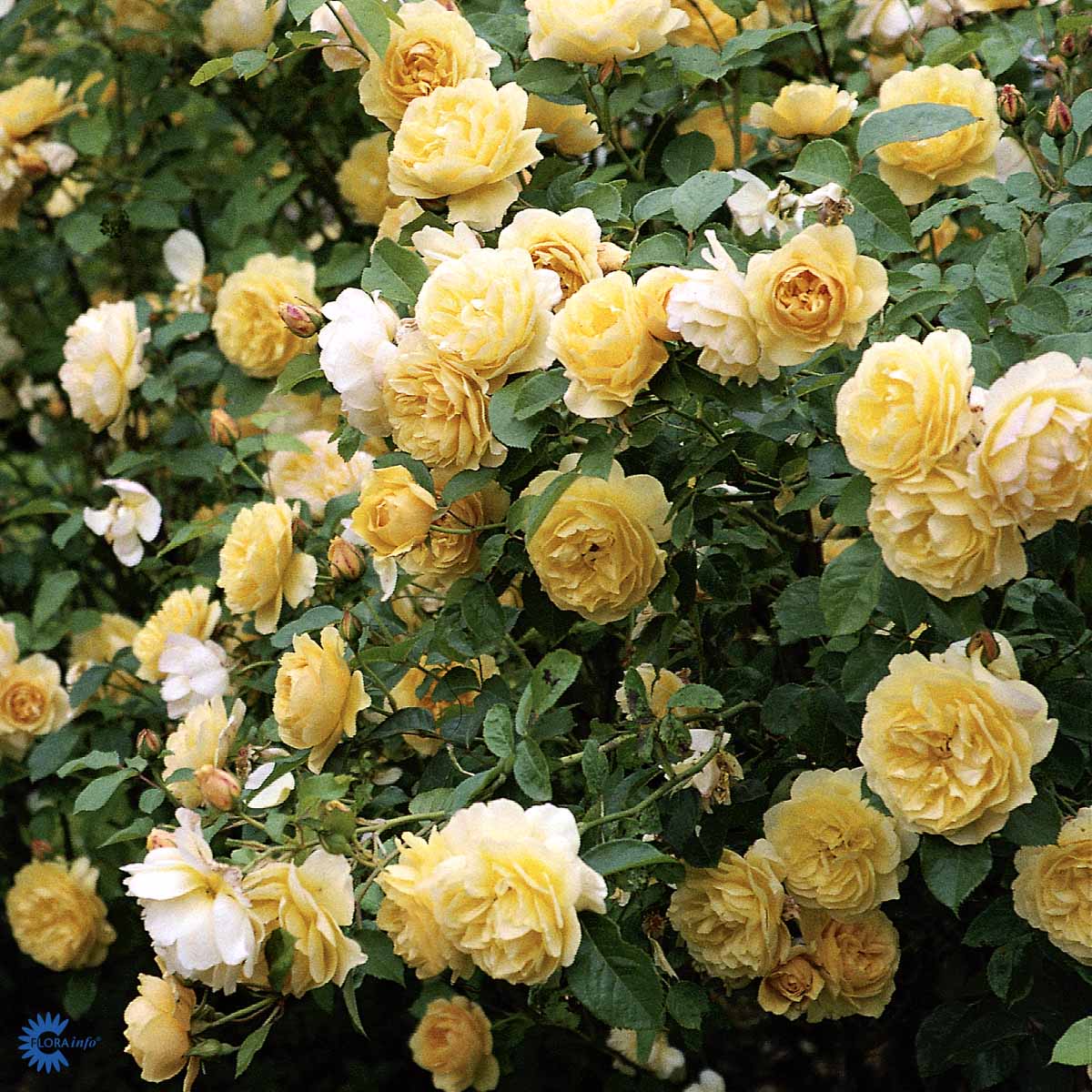 David Austin -ruusu 'Graham Thomas'
