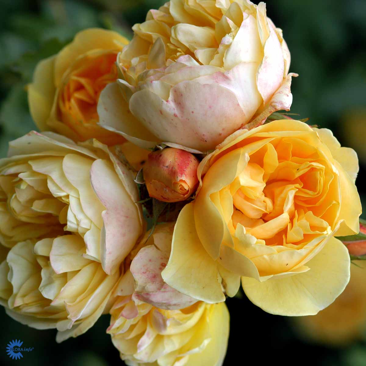 David Austin -ruusu 'Graham Thomas'