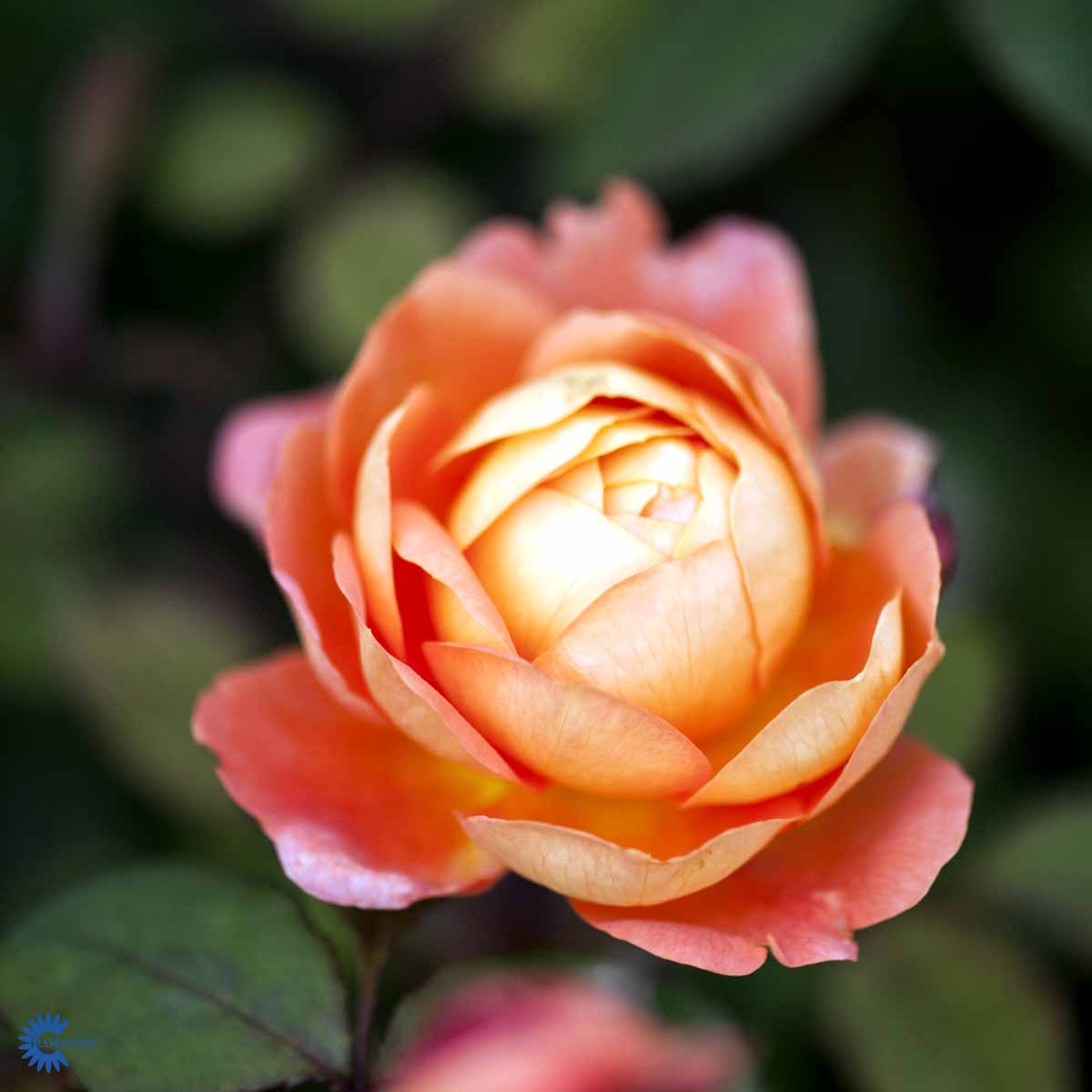 David Austin -ruusu 'Lady Emma Hamilton'