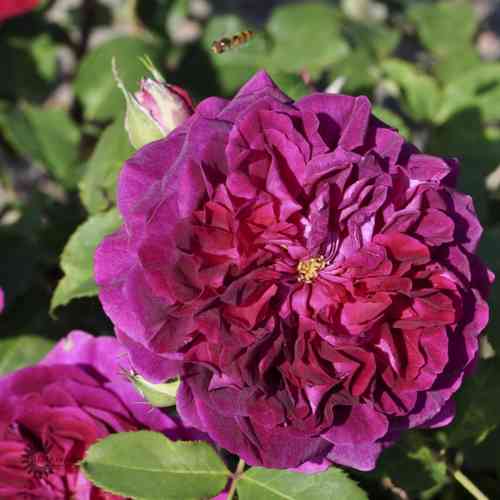 David Austin -ruusu 'Munstead Wood'