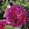 David Austin -ruusu 'Munstead Wood'