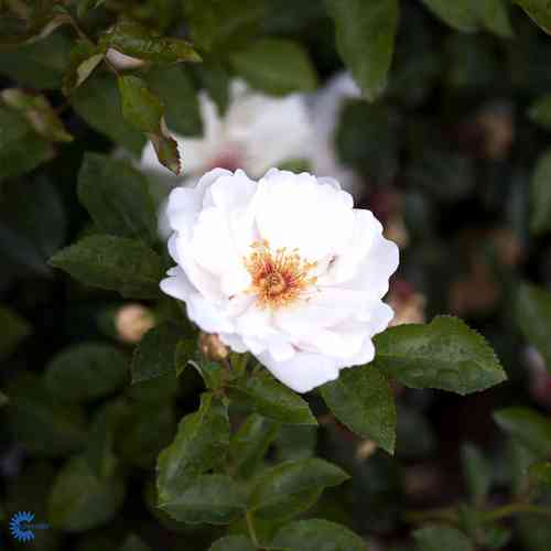 David Austin -ruusu 'Jacqueline du Pré'
