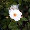 David Austin -ruusu 'Jacqueline du Pré'