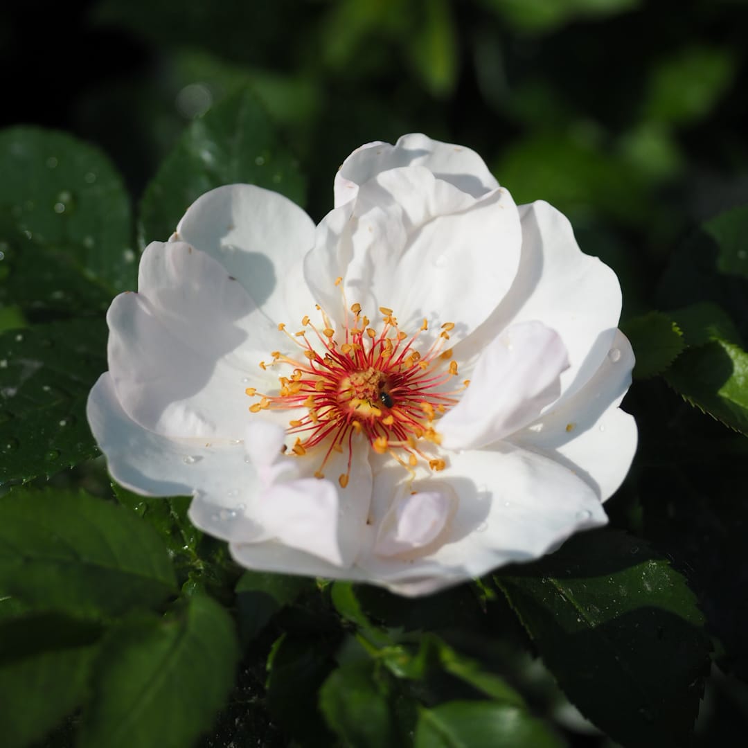 Ruusu 'Jacqueline du Pré'