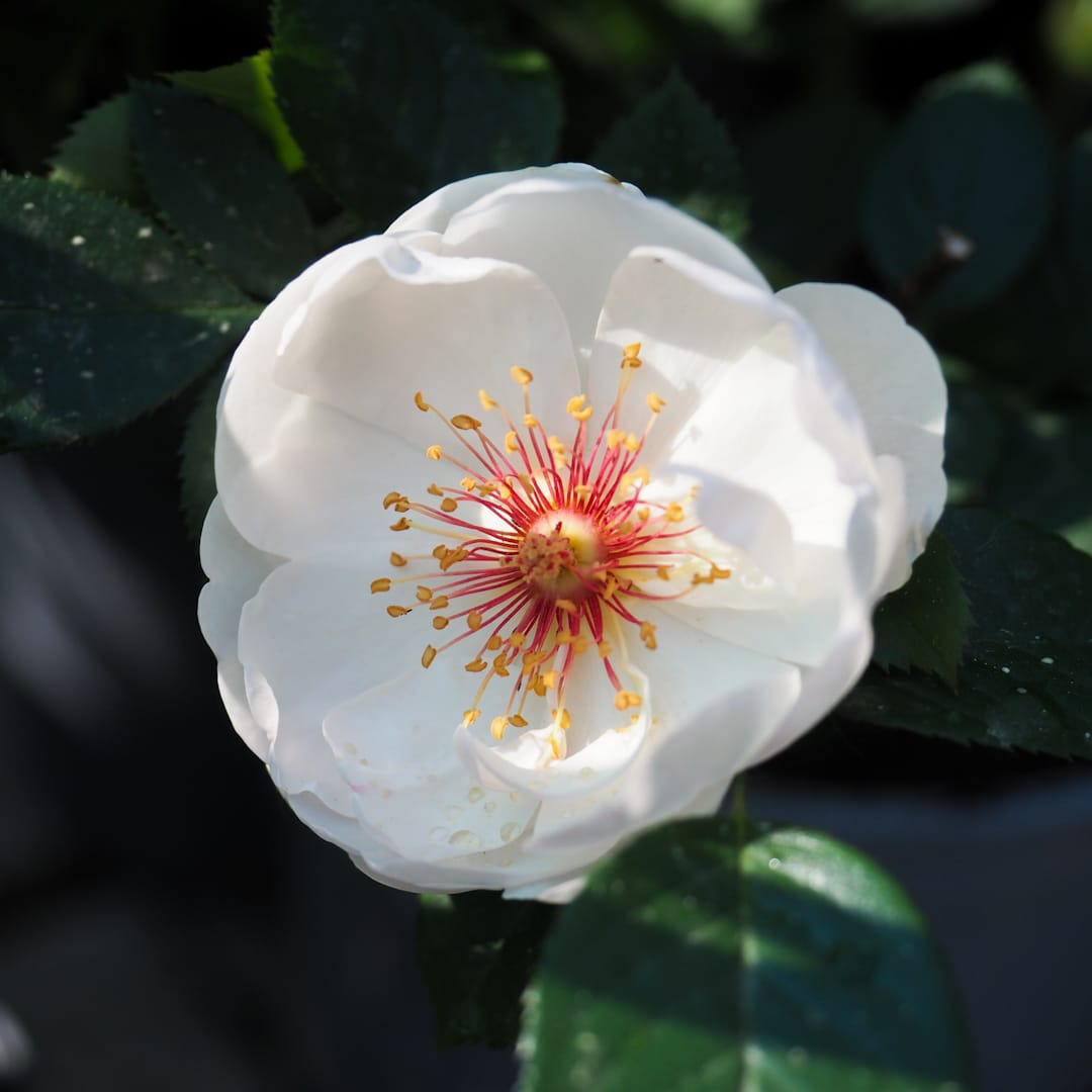 Ruusu 'Jacqueline du Pré'