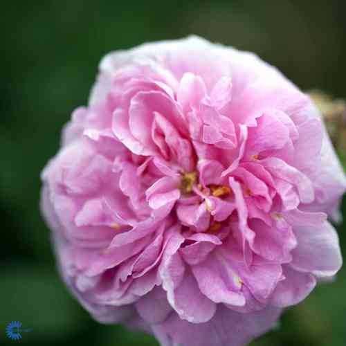Portlandruusu 'Comte de Chambord'