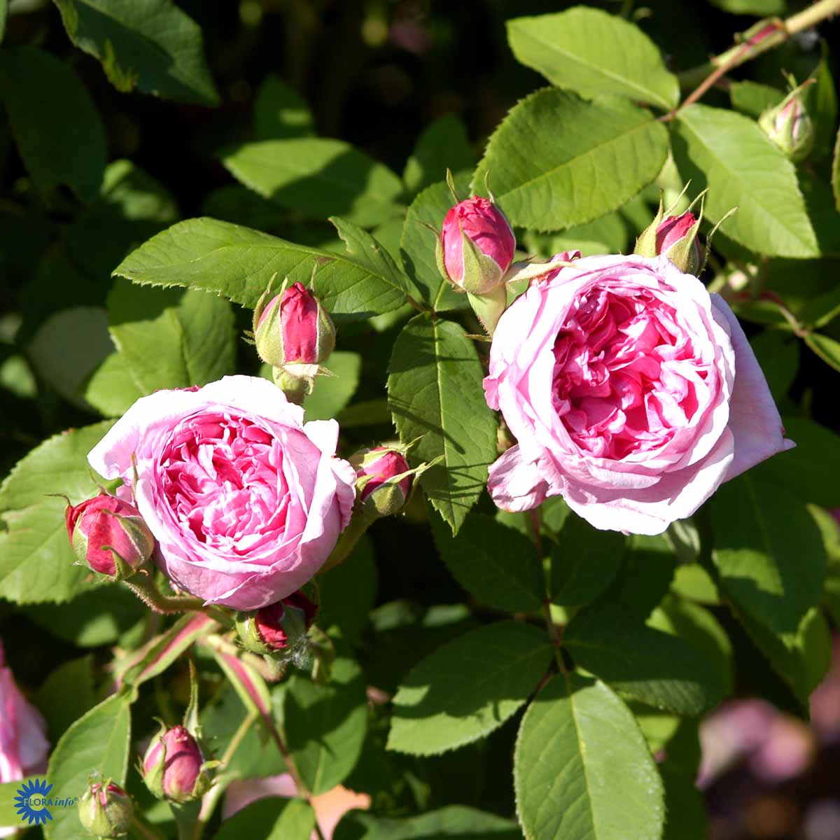 Portlandruusu 'Comte de Chambord'