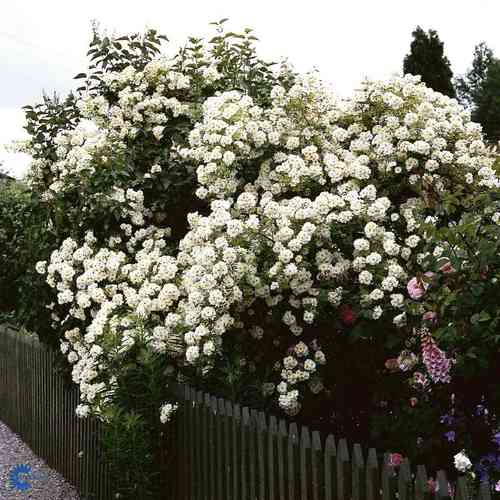 Tarhahelenanruusu 'Hybrida'