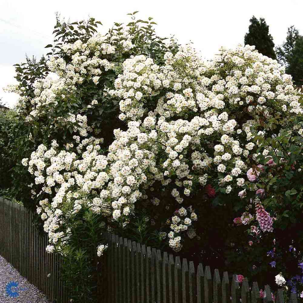 Helenae-ros 'Hybrida'