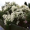 Tarhahelenanruusu 'Hybrida'