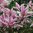 Magnolia 'George Henry Kern' 80-100 cm