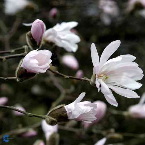 Magnolia stellata