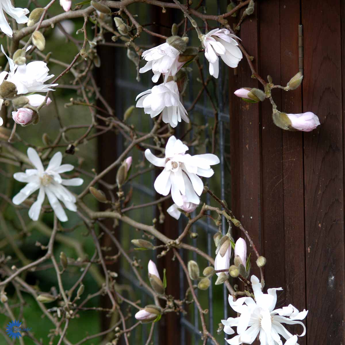 Magnolia stellata 'Rosea'