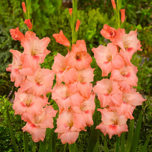 Gladiolus 'Peter Pears'