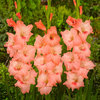 Gladiolus 'Peter Pears'