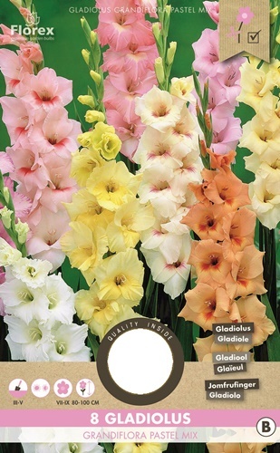 Gladiolus pastellimix