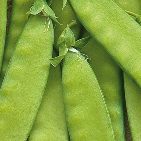 Sokeriherne 'Oregon Sugar Pod' 250 g