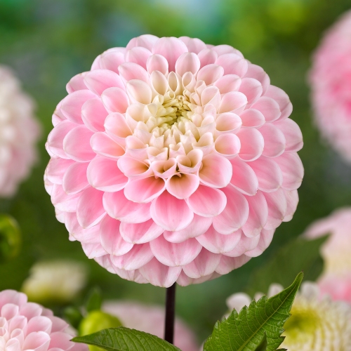 Bolldahlia 'Wizard of Oz'