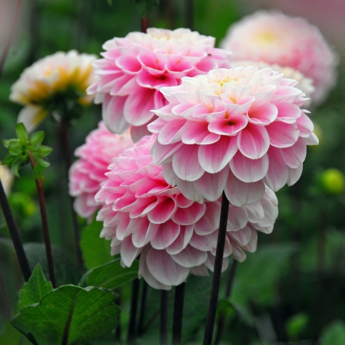 Bolldahlia 'Wizard of Oz'