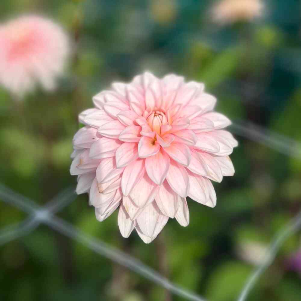 Dekorativdahlia 'Strawberry Cream'