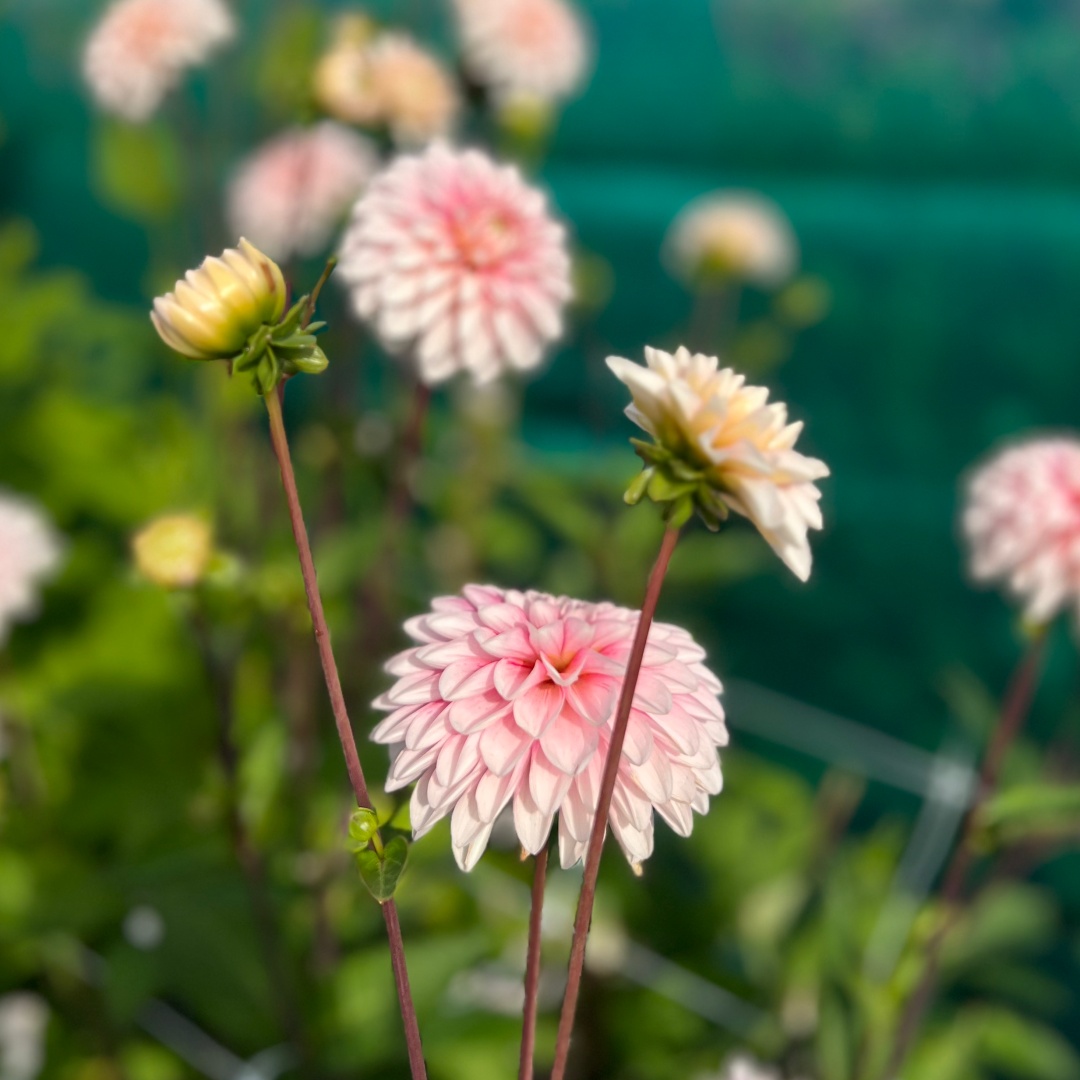 Dekorativdahlia 'Strawberry Cream'