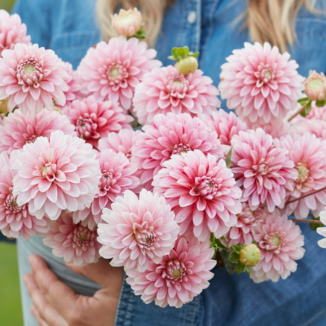 Dekorativdahlia 'Strawberry Cream'