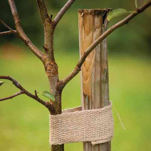 Bindväv i jute för stöd för träd, 5 m