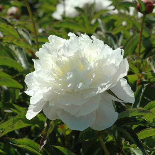 Kiinanpioni 'Shirley Temple' 3,5 l