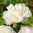  Paeonia lactiflora 'Shirley Temple'